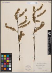 Foto von Salix discolor Muhl.